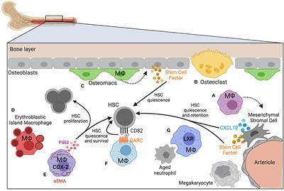 Macrophages Orchestrate Hematopoietic Programs and Regulate HSC Function During Inflammatory Stress